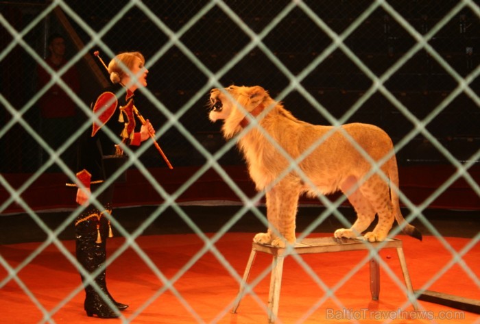 Lauvēni Radža un Gita ir pusotru gadu jauni un dzimuši zoodārzā Krievijā. Vairāk: www.cirks.lv