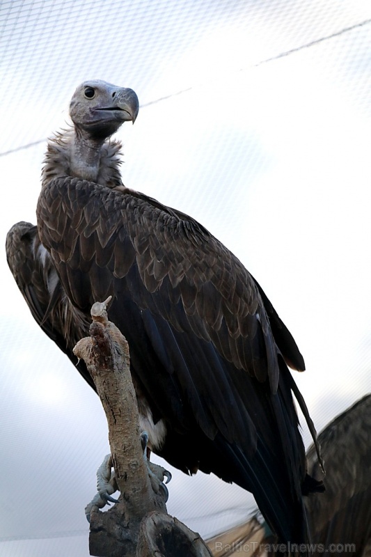 Travelnews.lv apmeklē plēsējputnu centru «Kalba Bird of Prey Centre» Šārdžas emirātā. Atbalsta: VisitSharjah.com un Novatours.lv Travelnews.lv apmeklē plēsējputnu centru «Kalba Bird of Prey Centre» Šārdžas emirātā. Atbalsta: VisitSharjah.com un Novatours.lv