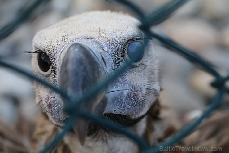 Travelnews.lv apmeklē plēsējputnu centru «Kalba Bird of Prey Centre» Šārdžas emirātā. Atbalsta: VisitSharjah.com un Novatours.lv Travelnews.lv apmeklē plēsējputnu centru «Kalba Bird of Prey Centre» Šārdžas emirātā. Atbalsta: VisitSharjah.com un Novatours.lv