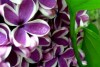 Atpūtas un ceļojumu piedāvājumi 17.05.2013 - 23.05.2013 Balti violetā pavasara pasaka Remiro travel