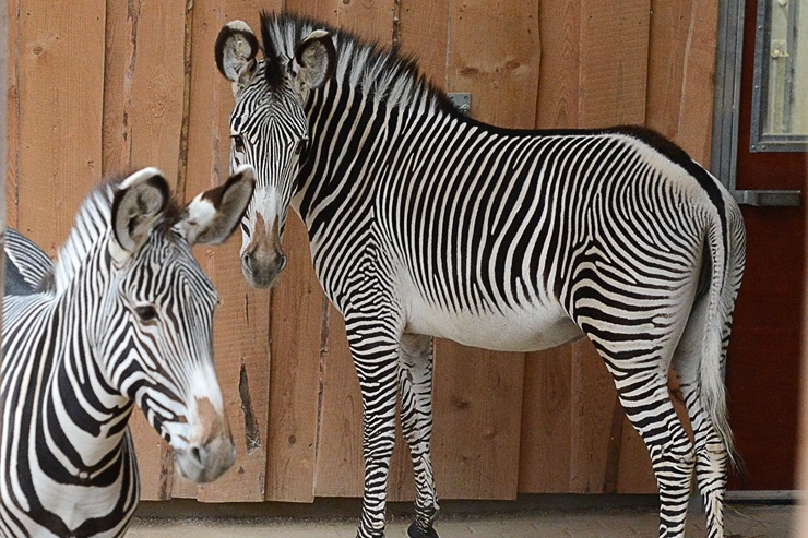 Rīgas Zooloģiskajā dārzā jaunpienācēji - Grevi zebras un zilās aitas. Publicitātes attēls 294885