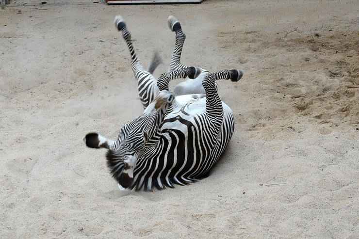 Rīgas Zooloģiskajā dārzā jaunpienācēji - Grevi zebras un zilās aitas. Publicitātes attēls 294889