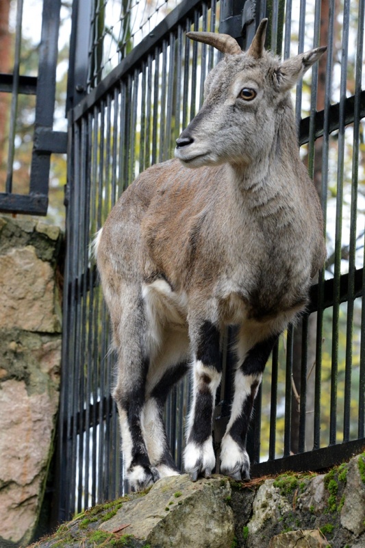 Rīgas Zooloģiskajā dārzā jaunpienācēji - Grevi zebras un zilās aitas. Publicitātes attēls 294898