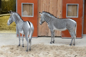 Rīgas Zooloģiskajā dārzā jaunpienācēji - Grevi zebras un zilās aitas. Publicitātes attēls 3