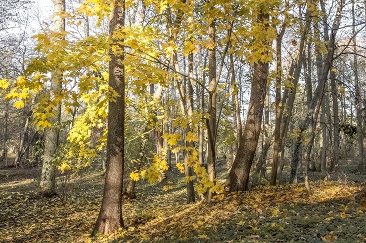 Izstaigā Ventspils  dabas takas pirms uzsnidzis sniegs. Foto: O. Jūra 294912