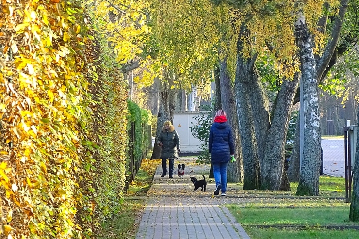 Izstaigā Ventspils  dabas takas pirms uzsnidzis sniegs. Foto: O. Jūra 294913