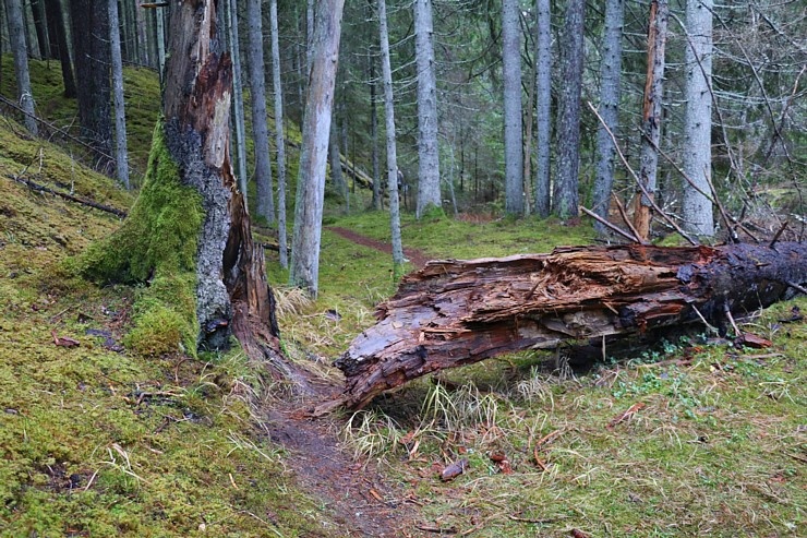 Travelnews.lv apmeklē Ērgļu klintis pie Gaujas un dodas 25 km pārgājienā gar Strīķupi 295062