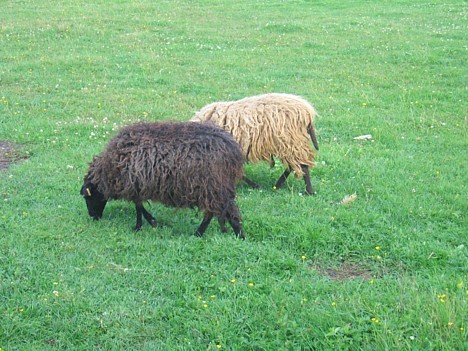 Aitas, par kurām varētu priecāties katrs saimnieks, jo šī šķirne esot bagāta ar vilnu, taču aitas nav jācērp 15812