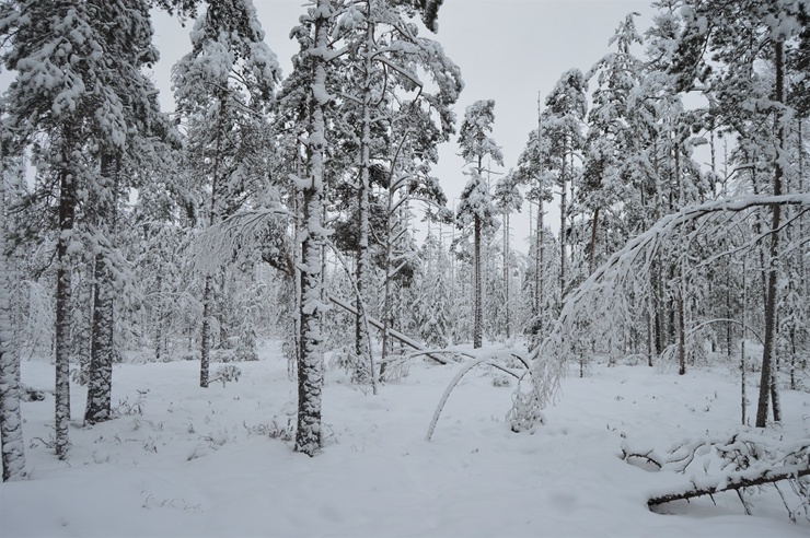 Viļakā var baudīt īstu ziemu. Foto: Visitvilaka.lv 296473