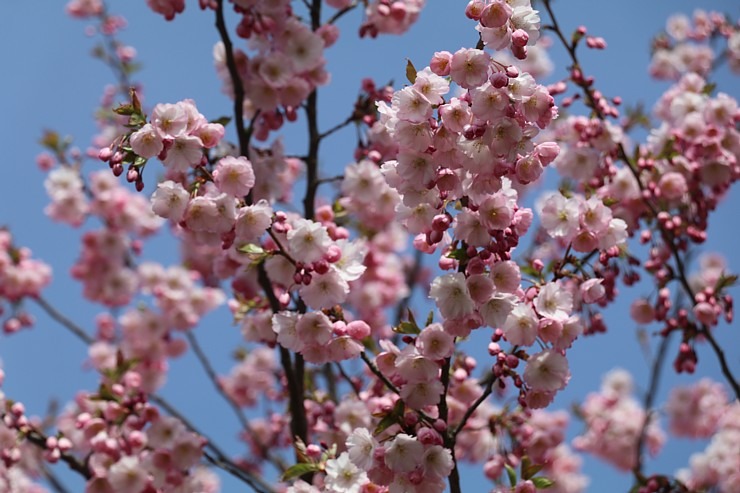 Sakuras krāšņi zied Uzvaras parkā Pārdaugavā 300483