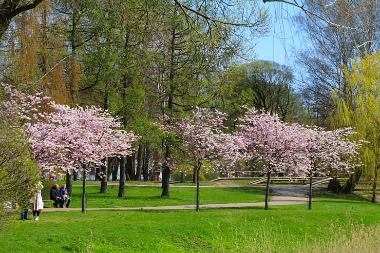 Sakuras krāšņi zied Uzvaras parkā Pārdaugavā 300494