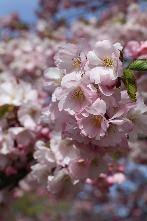 Sakuras krāšņi zied Uzvaras parkā Pārdaugavā 300501