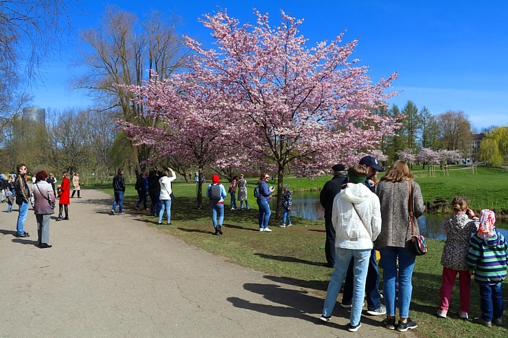 Sakuras krāšņi zied Uzvaras parkā Pārdaugavā 300502