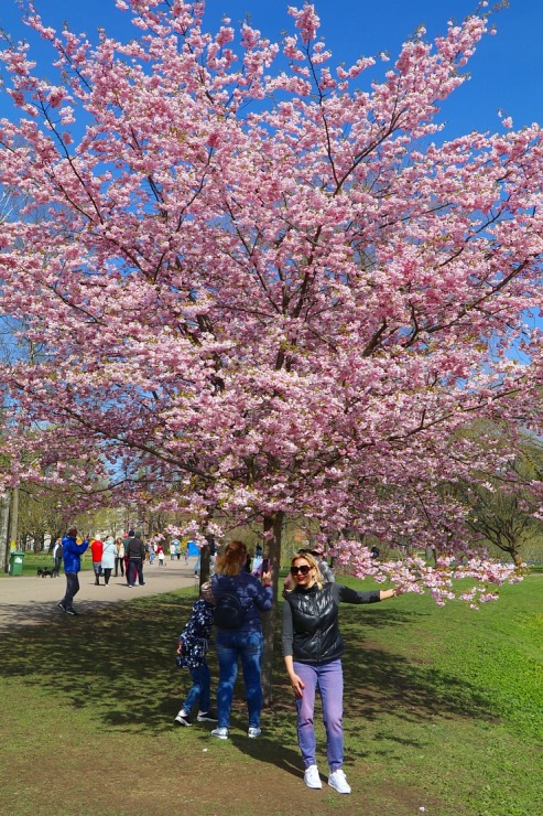 Sakuras krāšņi zied Uzvaras parkā Pārdaugavā 300507