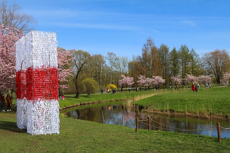 Sakuras krāšņi zied Uzvaras parkā Pārdaugavā 300485