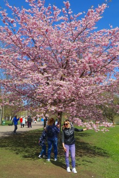Sakuras krāšņi zied Uzvaras parkā Pārdaugavā 25