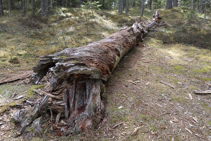 Travelnews.lv 20 km pārgājienā iepazīst Rīgas jūras līča krastu Engures pusē 300943