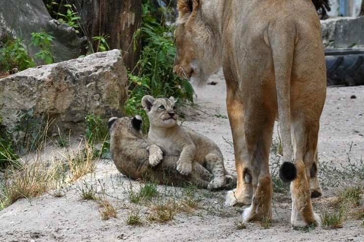 Jaunumi no Rīgas Zoo - lauvu saimei piebiedrojušies divi žiperīgi lauvēni 305077