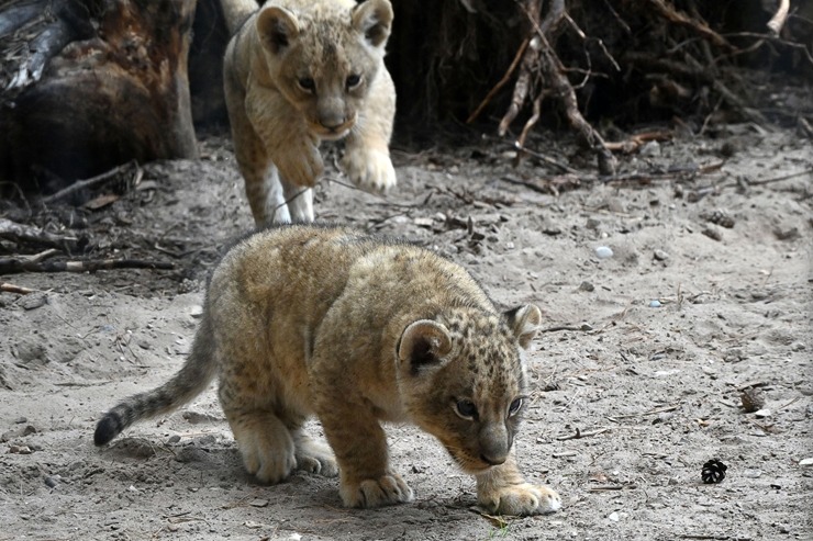 Jaunumi no Rīgas Zoo - lauvu saimei piebiedrojušies divi žiperīgi lauvēni 305078