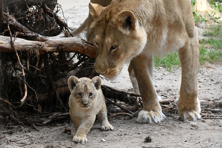 Jaunumi no Rīgas Zoo - lauvu saimei piebiedrojušies divi žiperīgi lauvēni 305079