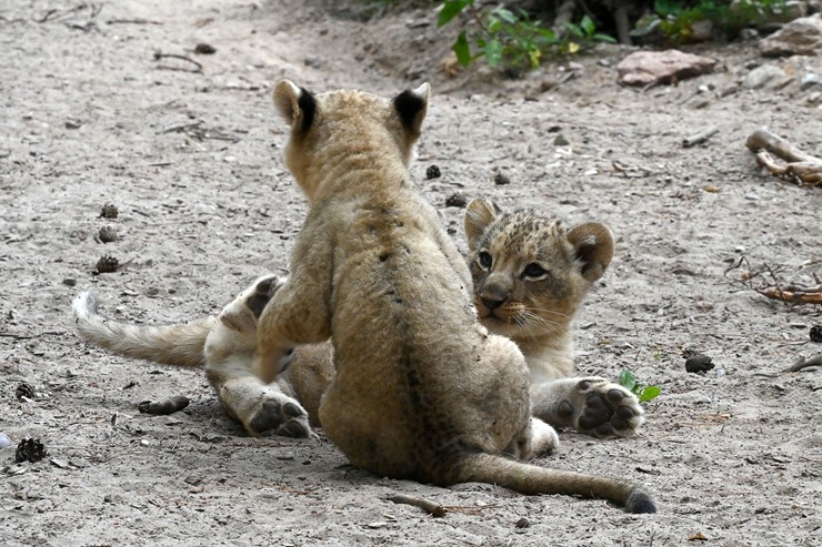 Jaunumi no Rīgas Zoo - lauvu saimei piebiedrojušies divi žiperīgi lauvēni 305081