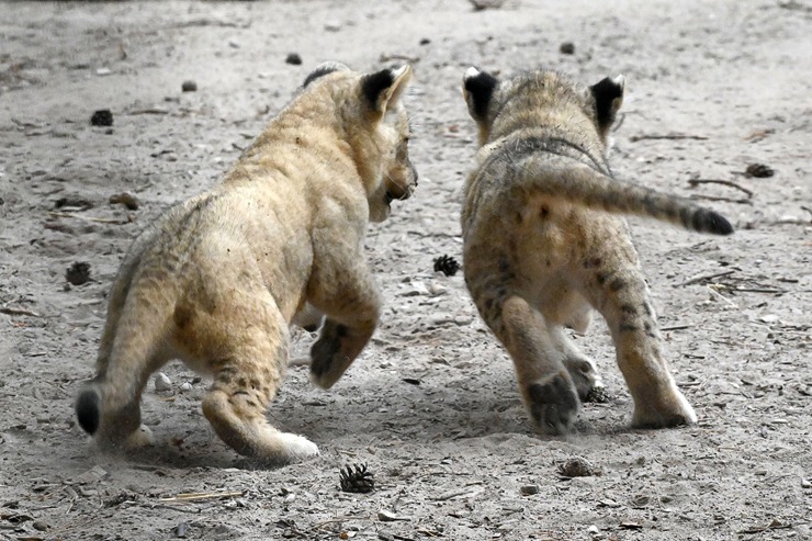 Jaunumi no Rīgas Zoo - lauvu saimei piebiedrojušies divi žiperīgi lauvēni 305083