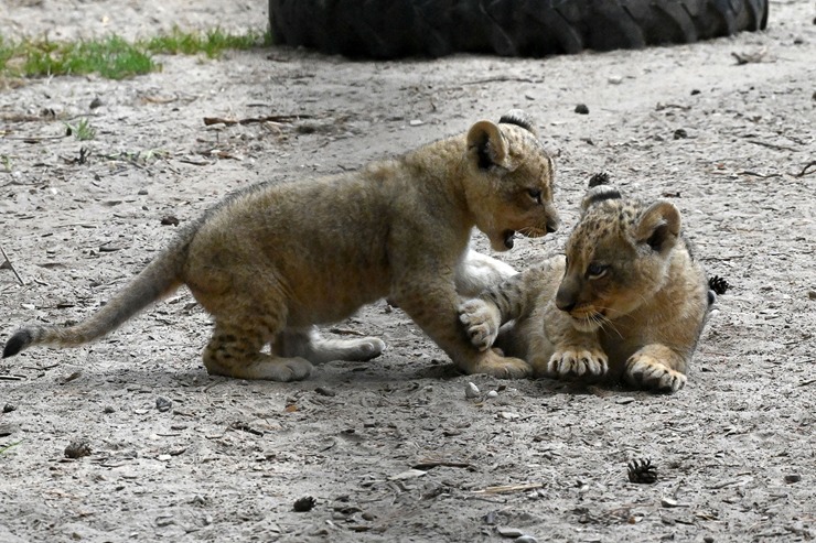 Jaunumi no Rīgas Zoo - lauvu saimei piebiedrojušies divi žiperīgi lauvēni 305085