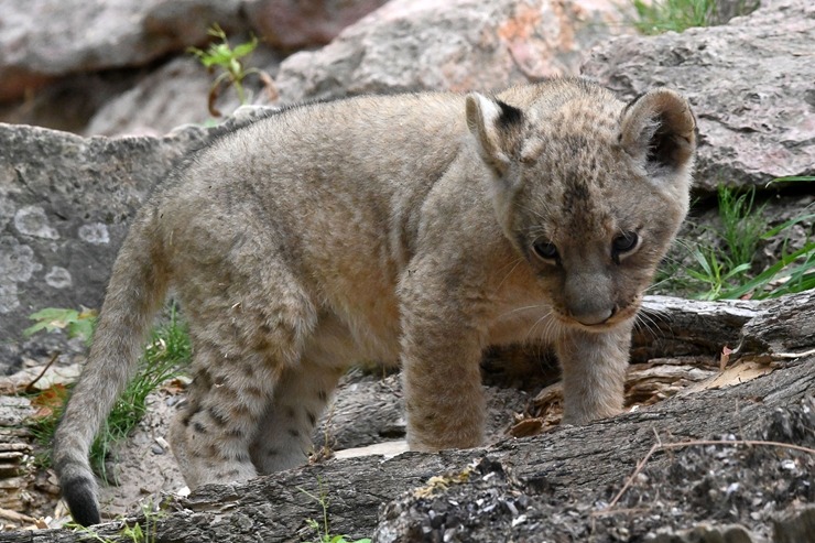 Jaunumi no Rīgas Zoo - lauvu saimei piebiedrojušies divi žiperīgi lauvēni 305088