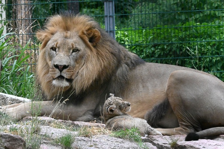 Jaunumi no Rīgas Zoo - lauvu saimei piebiedrojušies divi žiperīgi lauvēni 305072