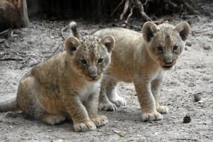 Jaunumi no Rīgas Zoo - lauvu saimei piebiedrojušies divi žiperīgi lauvēni 1