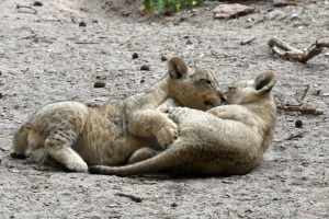 Jaunumi no Rīgas Zoo - lauvu saimei piebiedrojušies divi žiperīgi lauvēni 14