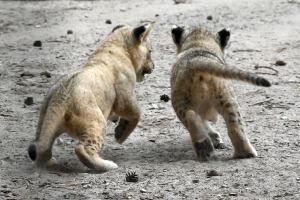 Jaunumi no Rīgas Zoo - lauvu saimei piebiedrojušies divi žiperīgi lauvēni 17