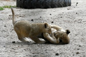 Jaunumi no Rīgas Zoo - lauvu saimei piebiedrojušies divi žiperīgi lauvēni 18