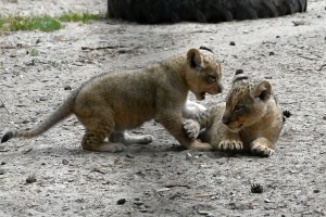 Jaunumi no Rīgas Zoo - lauvu saimei piebiedrojušies divi žiperīgi lauvēni 19