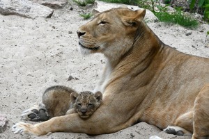 Jaunumi no Rīgas Zoo - lauvu saimei piebiedrojušies divi žiperīgi lauvēni 2