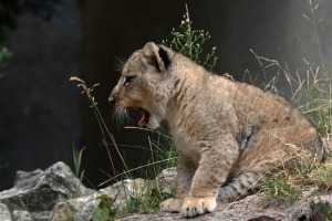 Jaunumi no Rīgas Zoo - lauvu saimei piebiedrojušies divi žiperīgi lauvēni 21