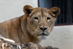 Jaunumi no Rīgas Zoo - lauvu saimei piebiedrojušies divi žiperīgi lauvēni 23