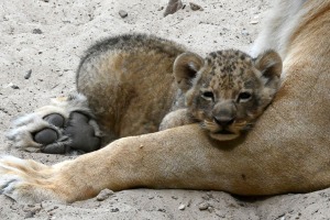 Jaunumi no Rīgas Zoo - lauvu saimei piebiedrojušies divi žiperīgi lauvēni 3