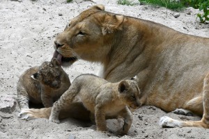 Jaunumi no Rīgas Zoo - lauvu saimei piebiedrojušies divi žiperīgi lauvēni 4