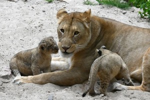 Jaunumi no Rīgas Zoo - lauvu saimei piebiedrojušies divi žiperīgi lauvēni 5