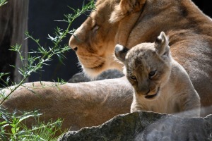 Jaunumi no Rīgas Zoo - lauvu saimei piebiedrojušies divi žiperīgi lauvēni 9