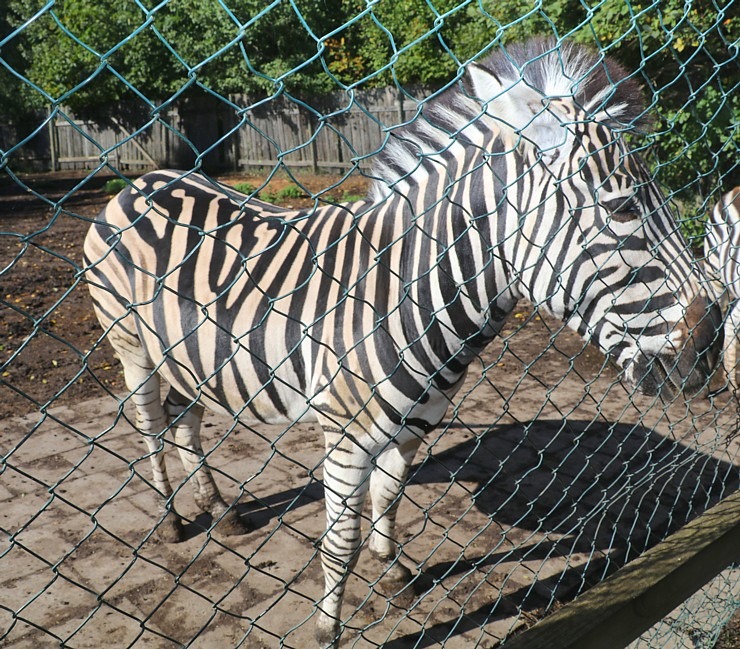 Travelnews.lv apciemo strausu fermu «Muhu jaanalinnufarm» un iepazīst arī zebras, ķengurus un Alpakas 307053