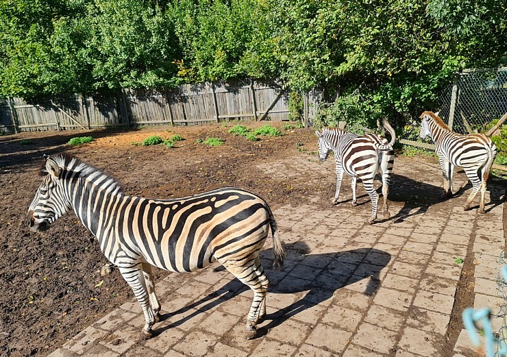 Travelnews.lv apciemo strausu fermu «Muhu jaanalinnufarm» un iepazīst arī zebras, ķengurus un Alpakas 307054