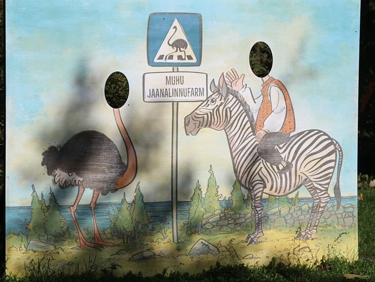 Travelnews.lv apciemo strausu fermu «Muhu jaanalinnufarm» un iepazīst arī zebras, ķengurus un Alpakas Travelnews.lv apciemo strausu fermu «Muhu jaanalinnufarm» un iepazīst arī zebras, ķengurus un Alpakas 307067