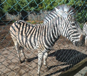 Travelnews.lv apciemo strausu fermu «Muhu jaanalinnufarm» un iepazīst arī zebras, ķengurus un Alpakas 16