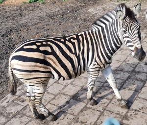 Travelnews.lv apciemo strausu fermu «Muhu jaanalinnufarm» un iepazīst arī zebras, ķengurus un Alpakas 18