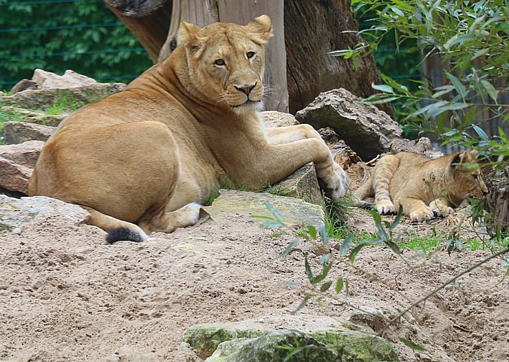 Rīgas Nacionālais zooloģiskais dārzs krusta mazos lauvēnus - «Varis» un «Teika» 307080