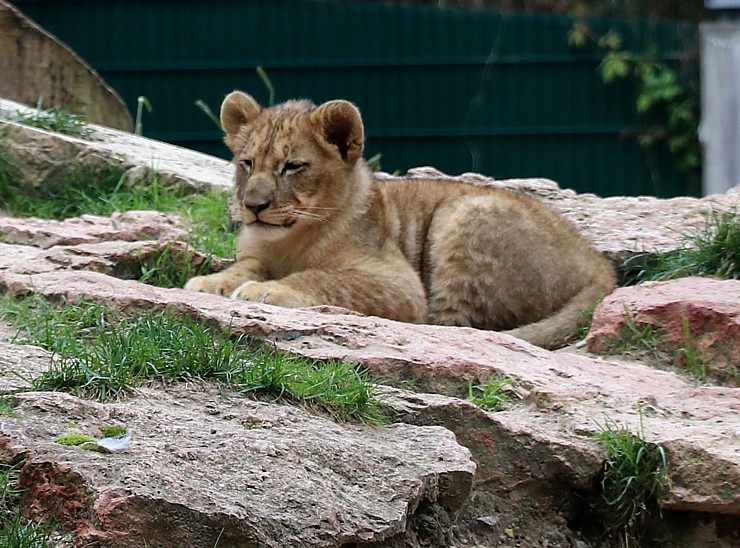 Rīgas Nacionālais zooloģiskais dārzs krusta mazos lauvēnus - «Varis» un «Teika» 307082