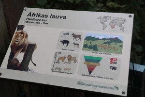 Rīgas Nacionālais zooloģiskais dārzs krusta mazos lauvēnus - «Varis» un «Teika» 6