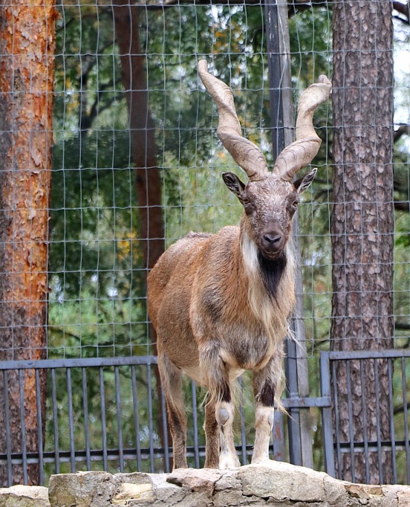 Travelnews.lv apciemo Rīgas Nacionālo zooloģisko dārzu 307926